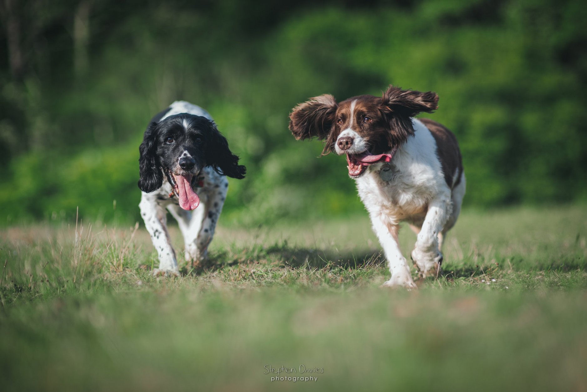 Dog Photography South Wales Stephen Davies Photography
