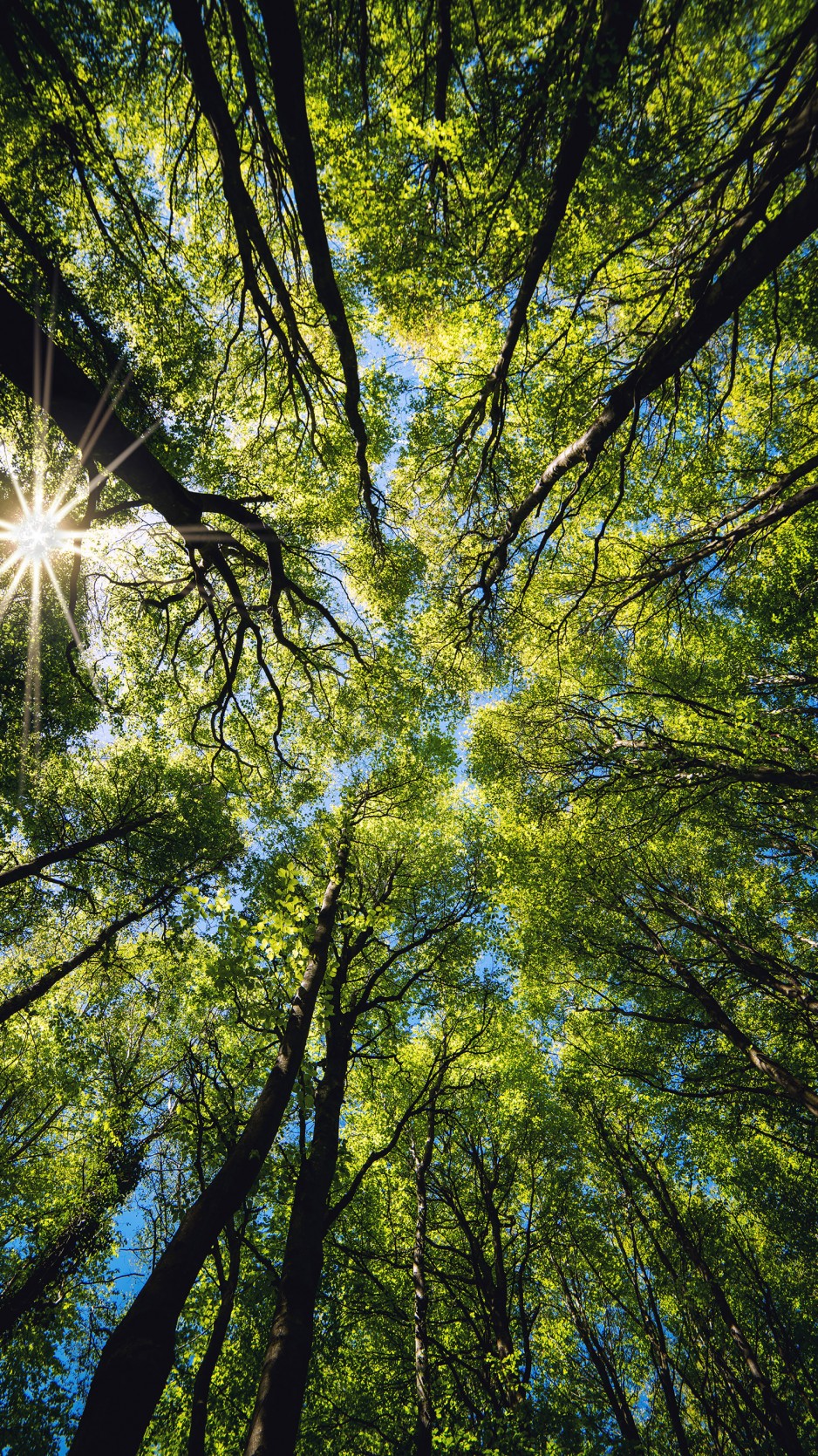 Free South Wales Mobile Wallpaper