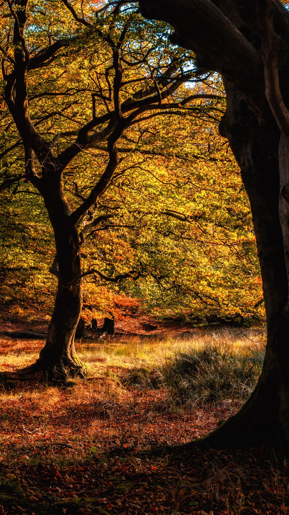 Free South Wales Mobile Wallpaper