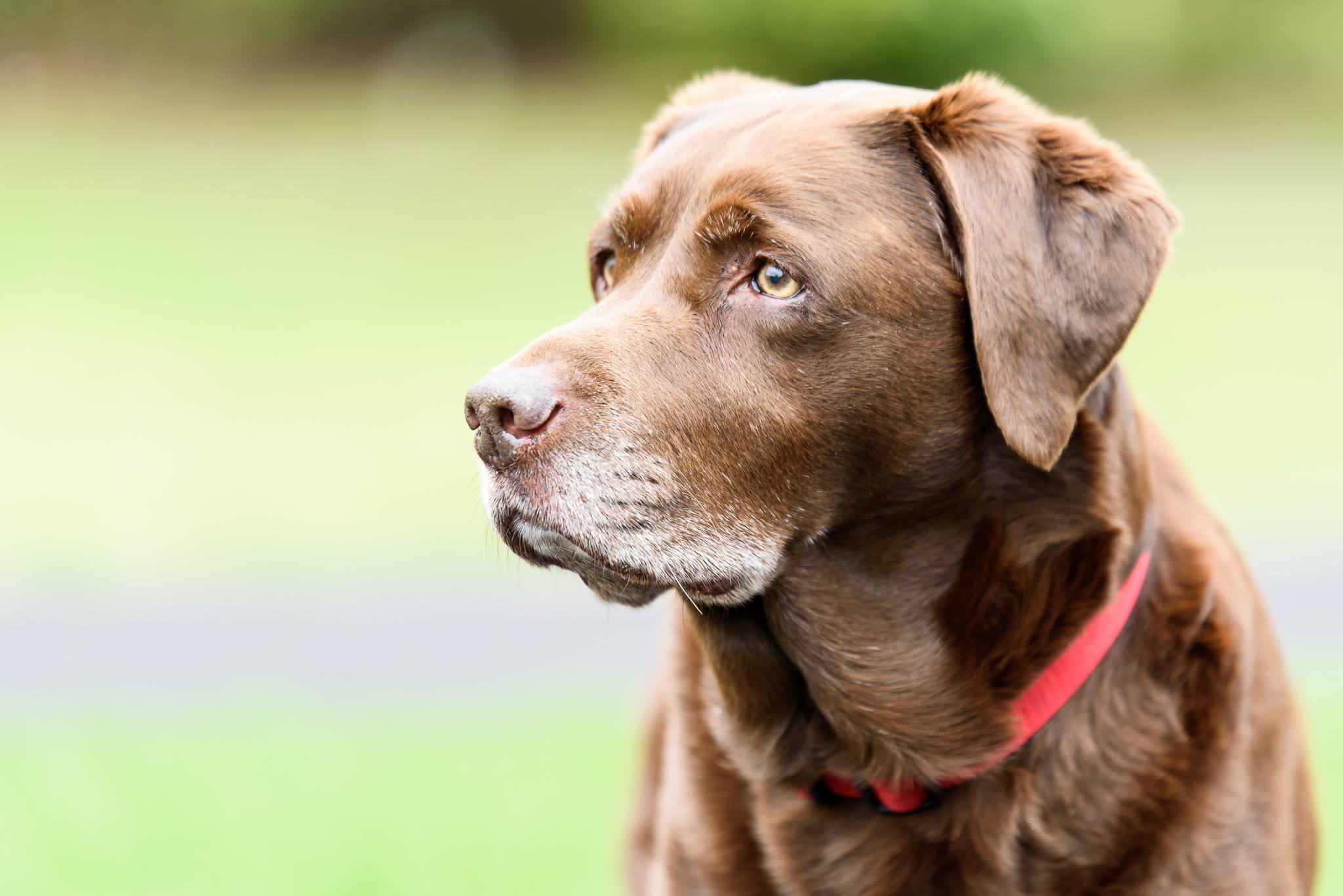 Dog Photography Workshop