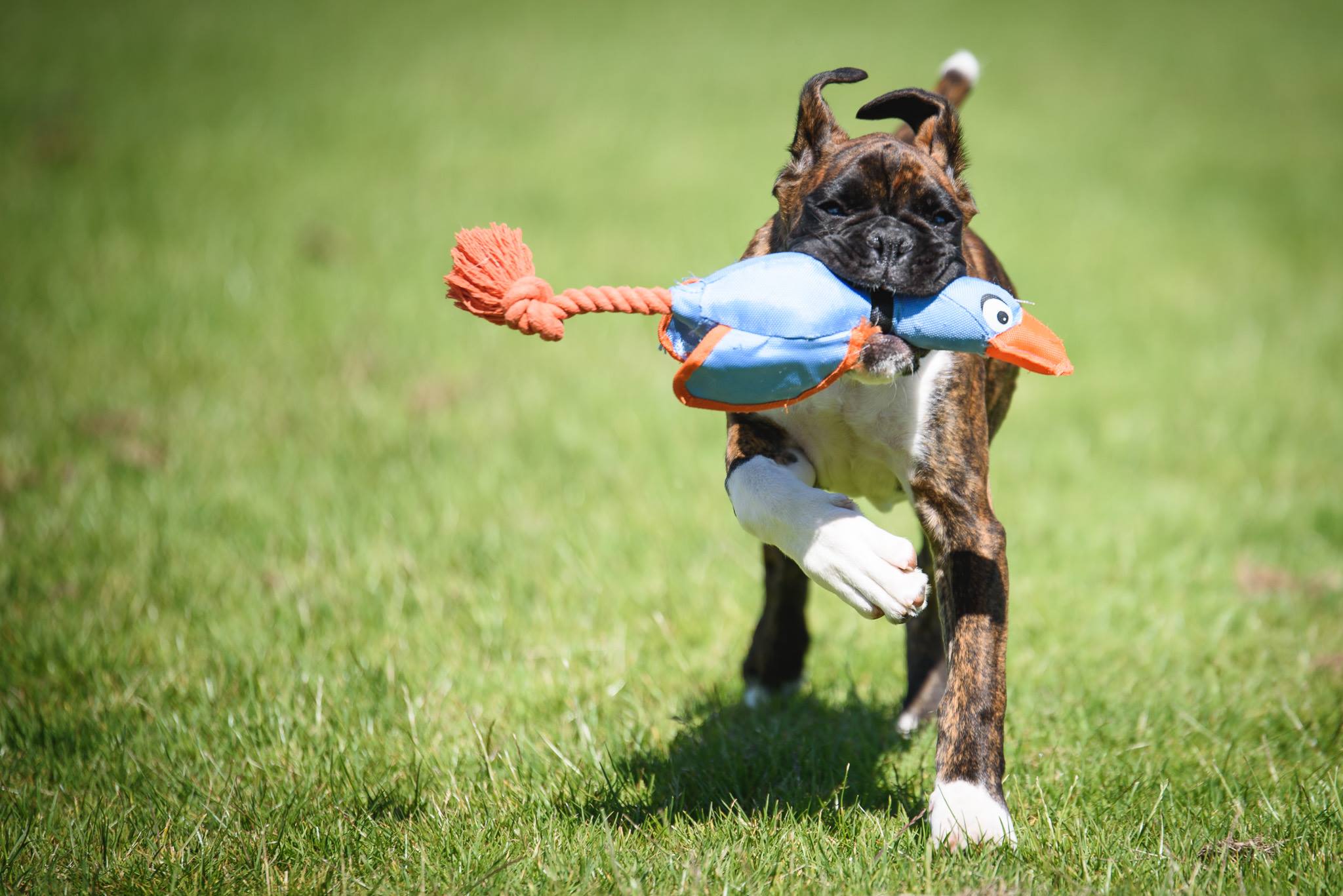 Dog Photography Workshop