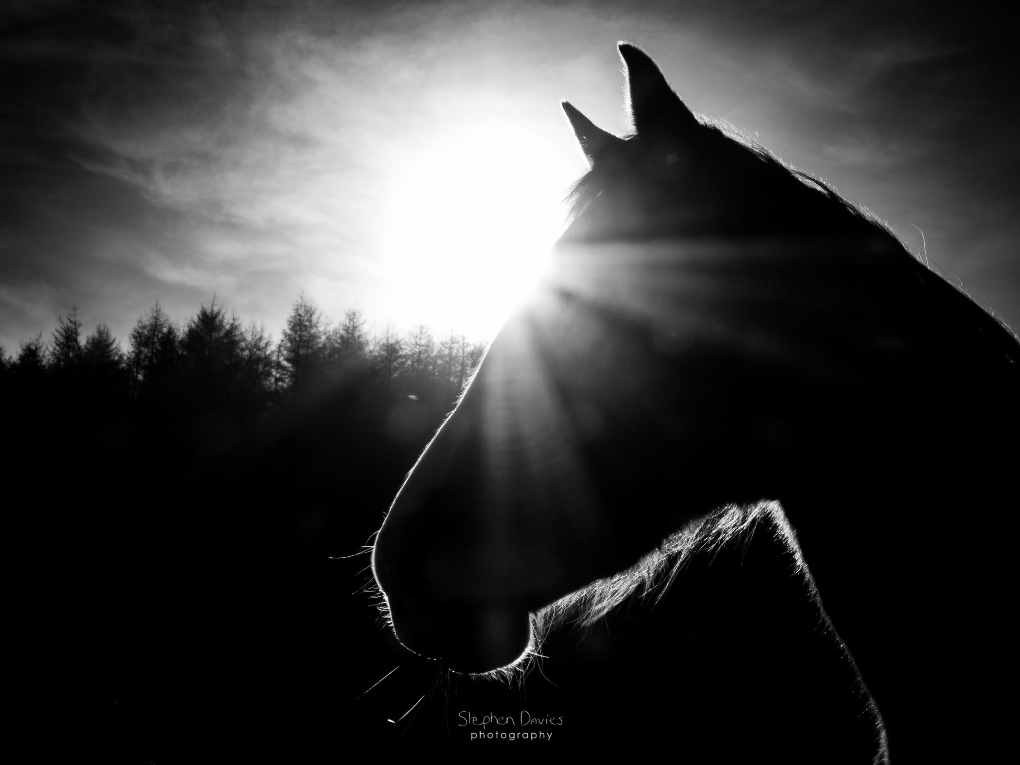 Equine Horse Portraits South Wales