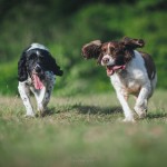 Dog Photography Workshop