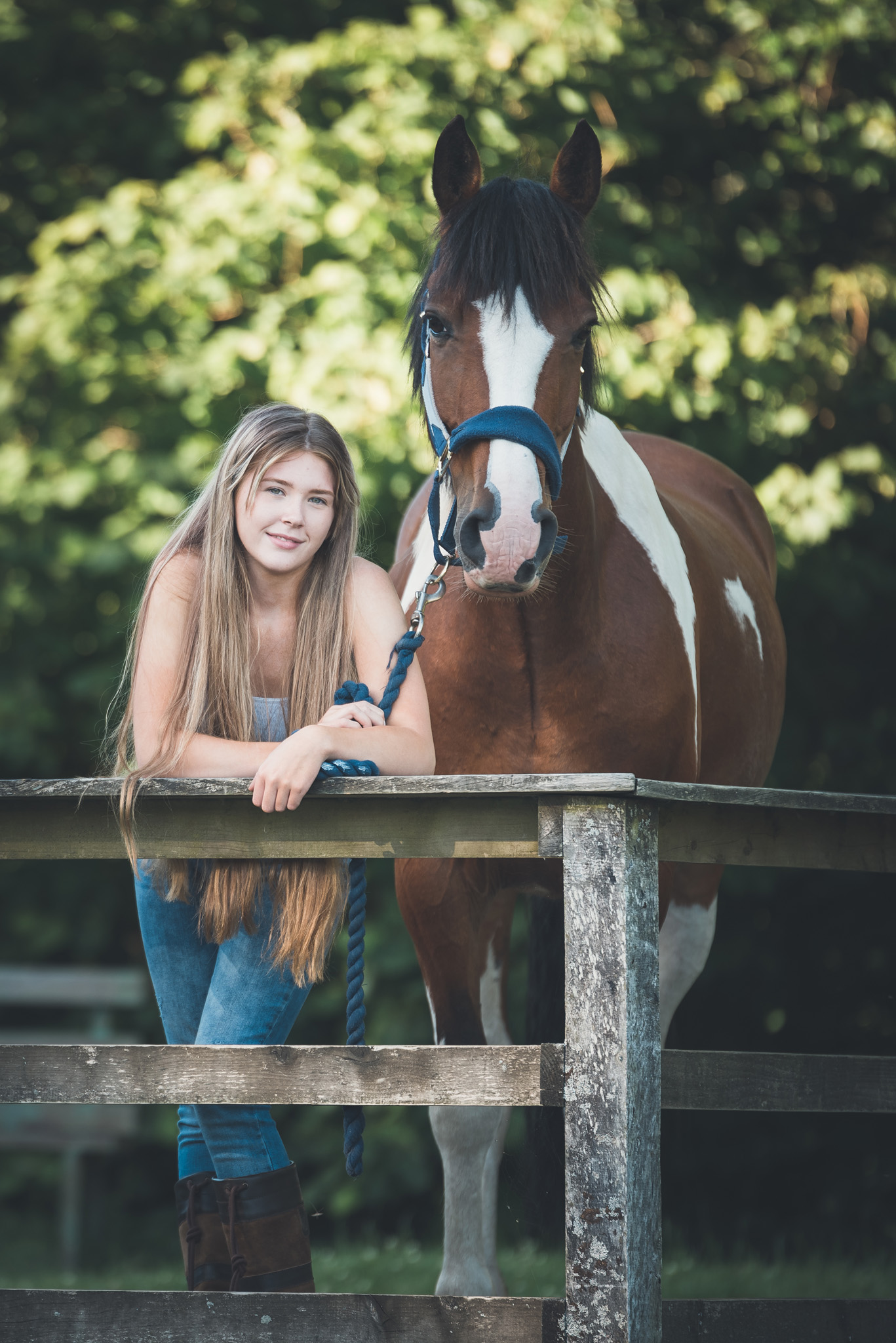 Equine Horse Portraits South Wales