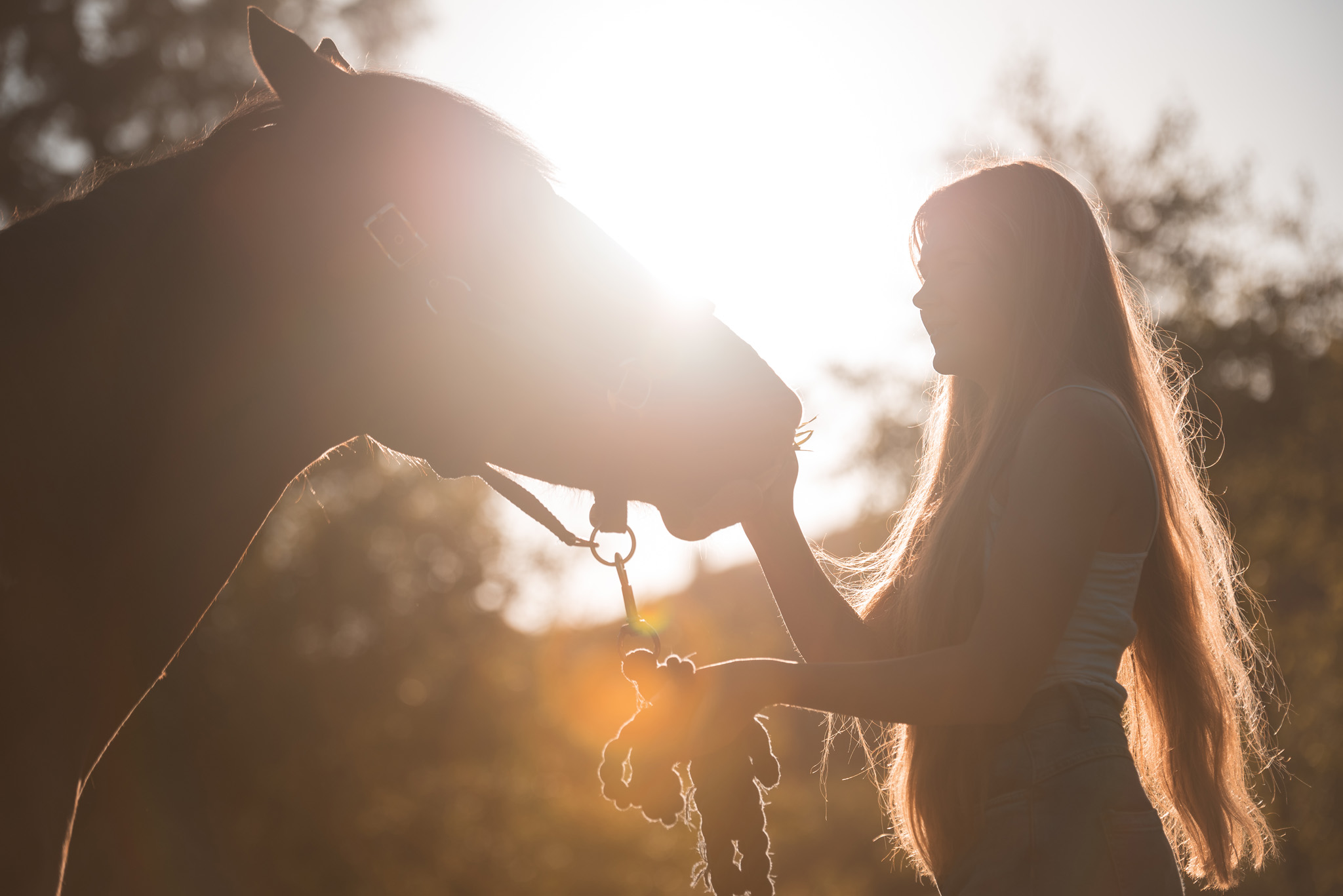 Equine Horse Portraits South Wales