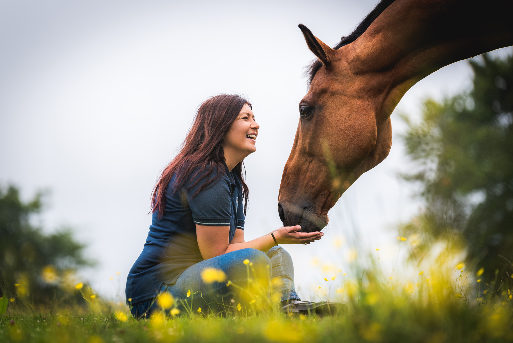 Equine Horse Portraits South Wales