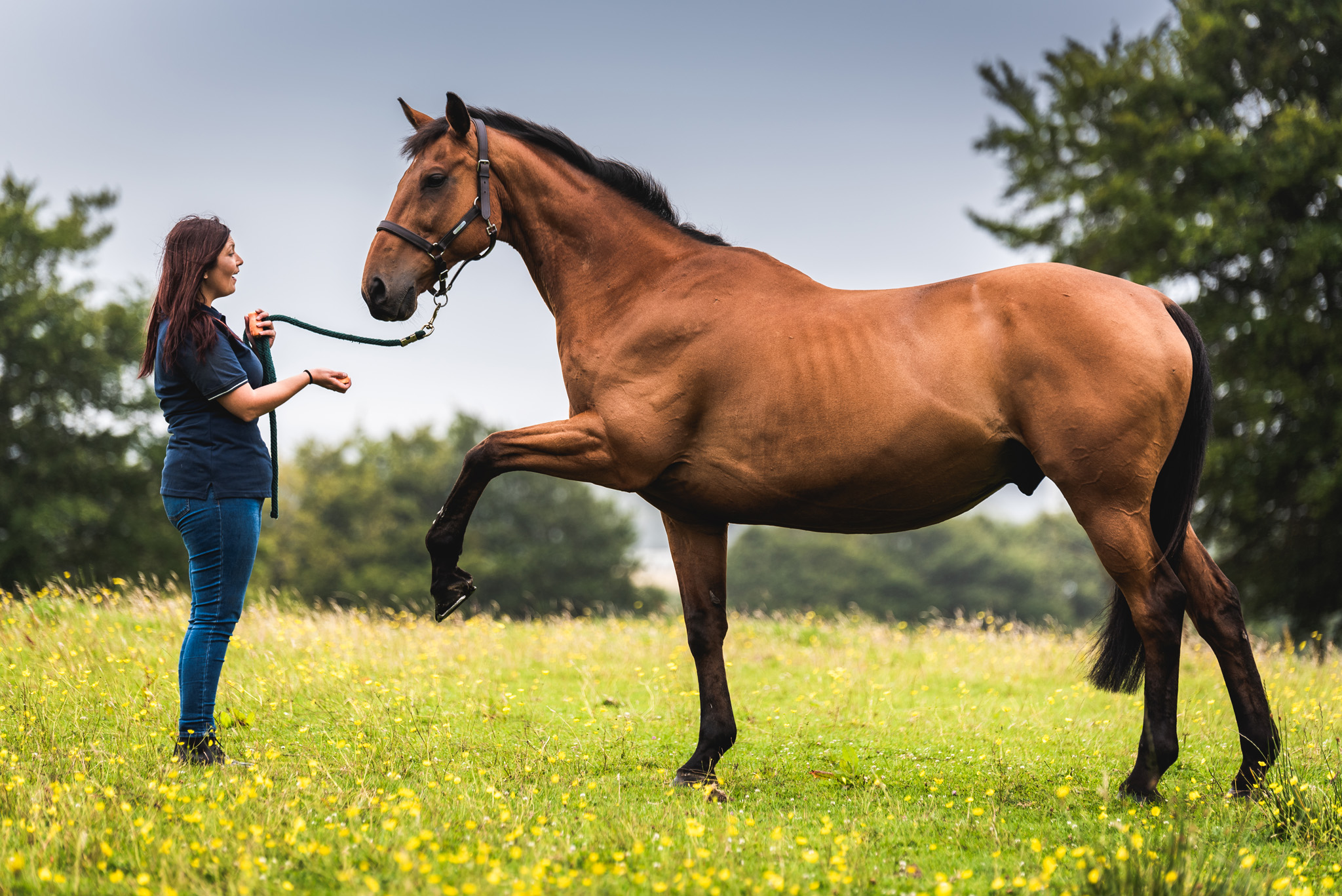 Equine Horse Portraits South Wales