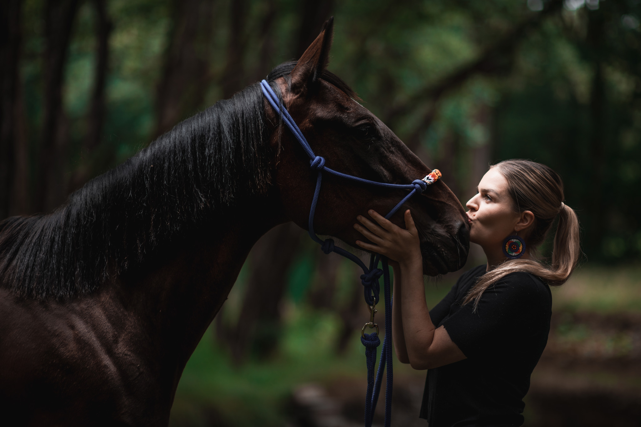 Equine Horse Portraits South Wales