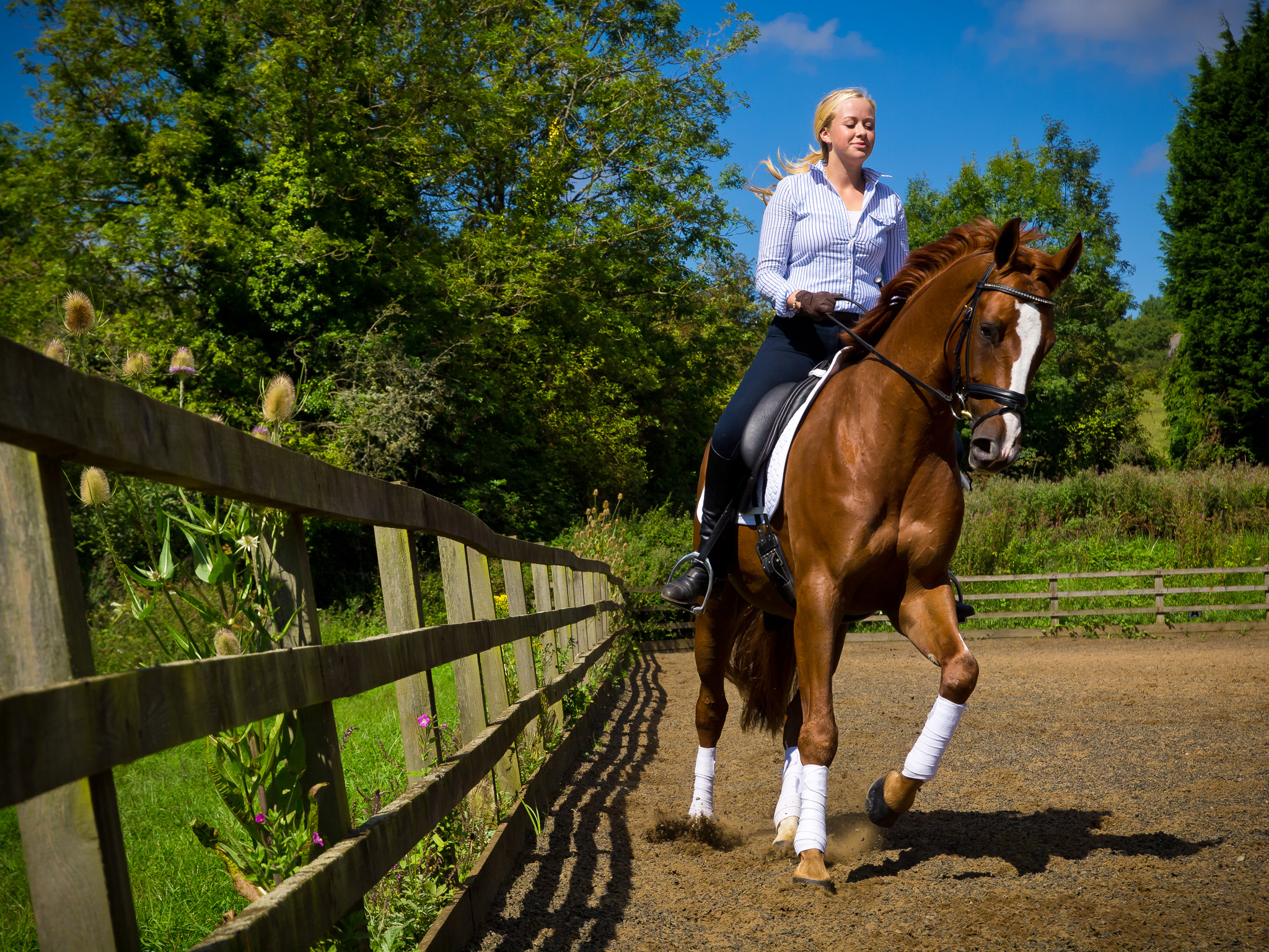 Equine Horse Portraits South Wales