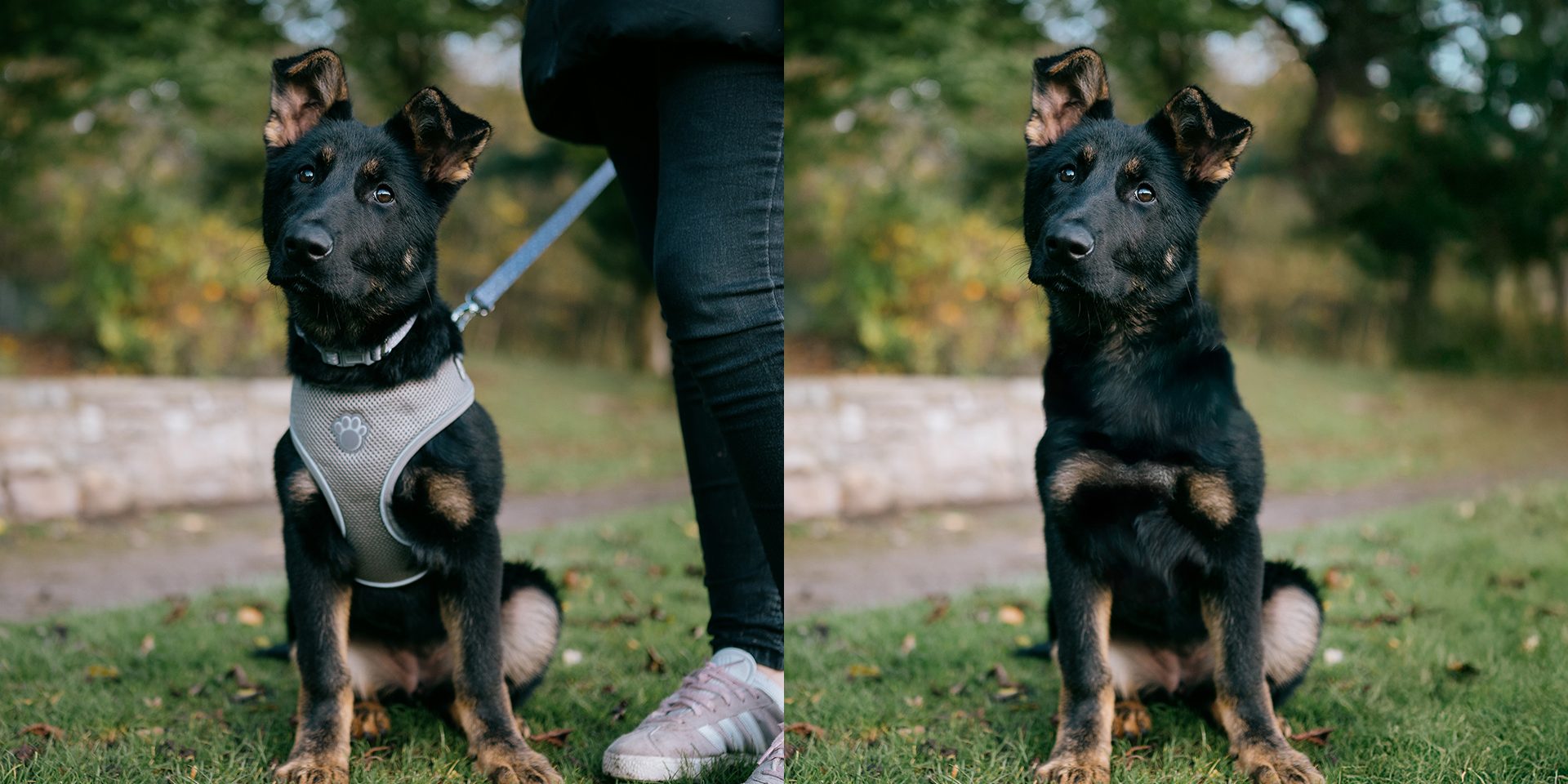 Removing Collars, Leads from Dog Photos with Photo Editing