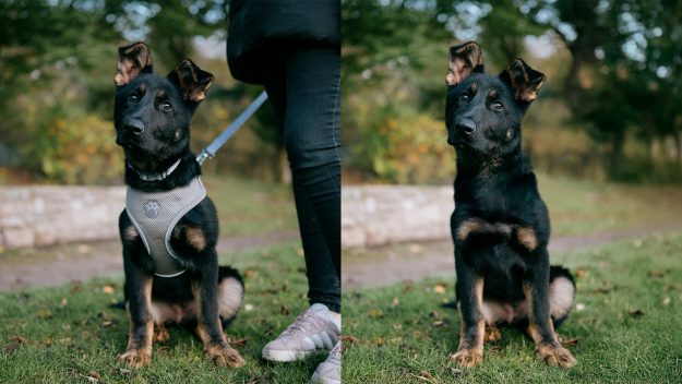 Removing Collars, Leads from Dog Photos with Photo Editing Removing Collars, Leads from Dog Photos with Photo Editing