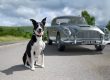 Dog Collars Product Photography