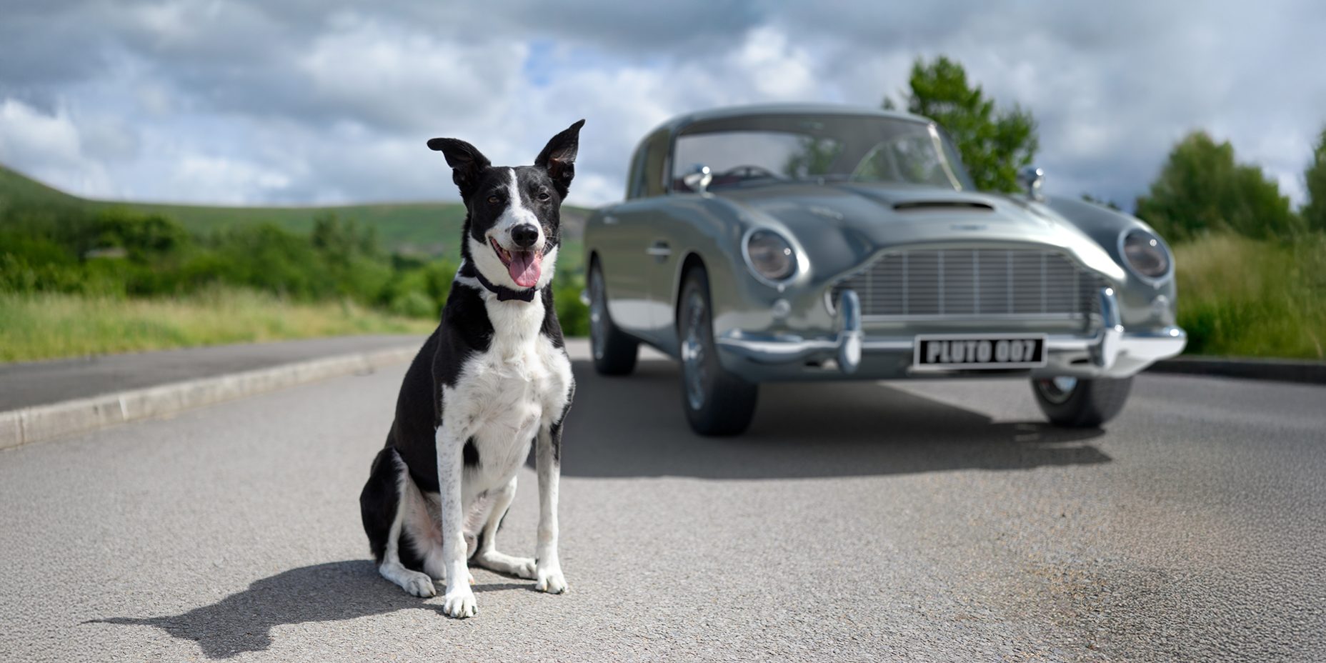 Dog Collars Product Photography Dog Collars Product Photography