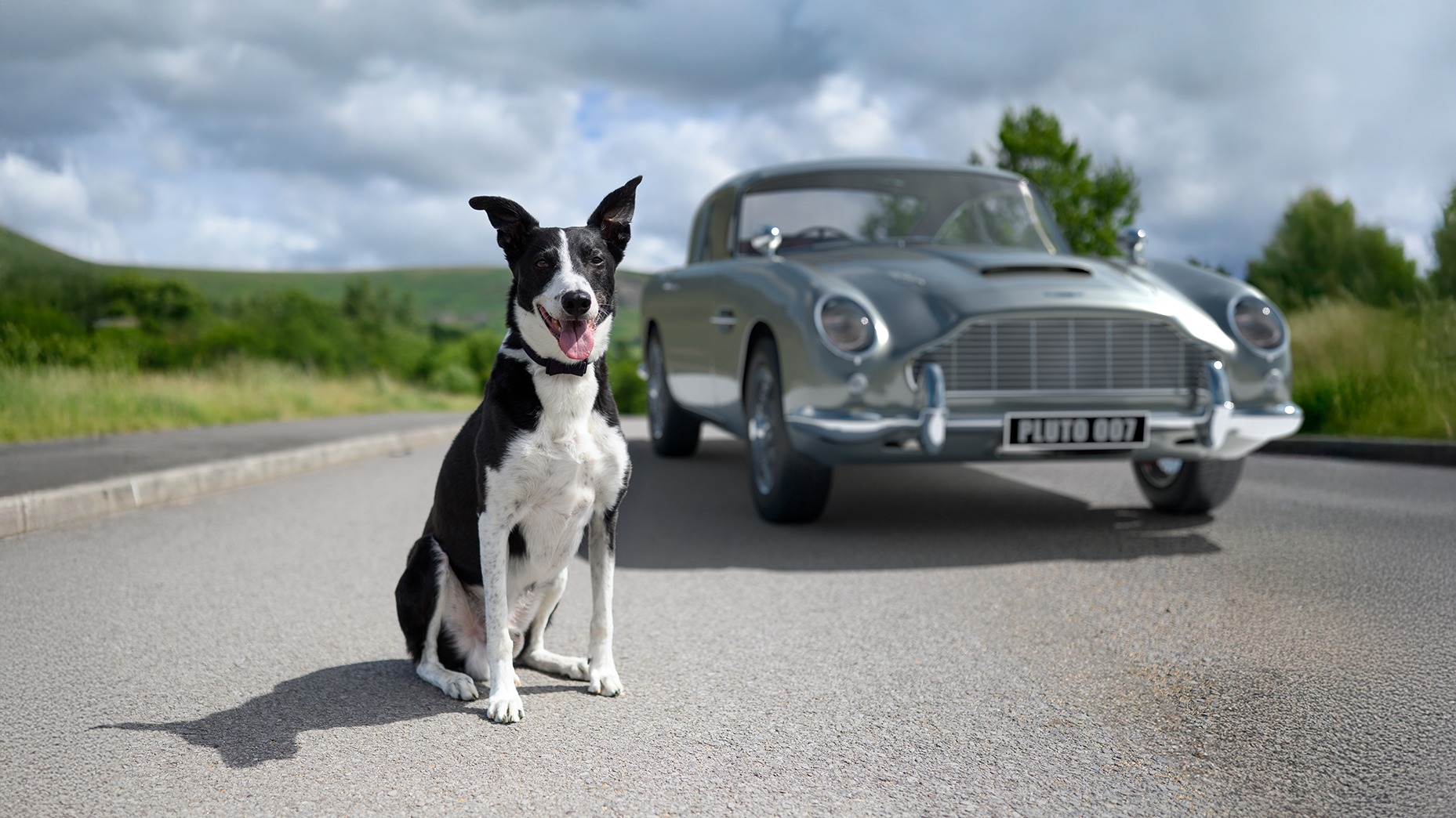 Dog Collars Product Photography Dog Collars Product Photography