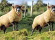 Professional Background Blur Effects - Photo Editing Services