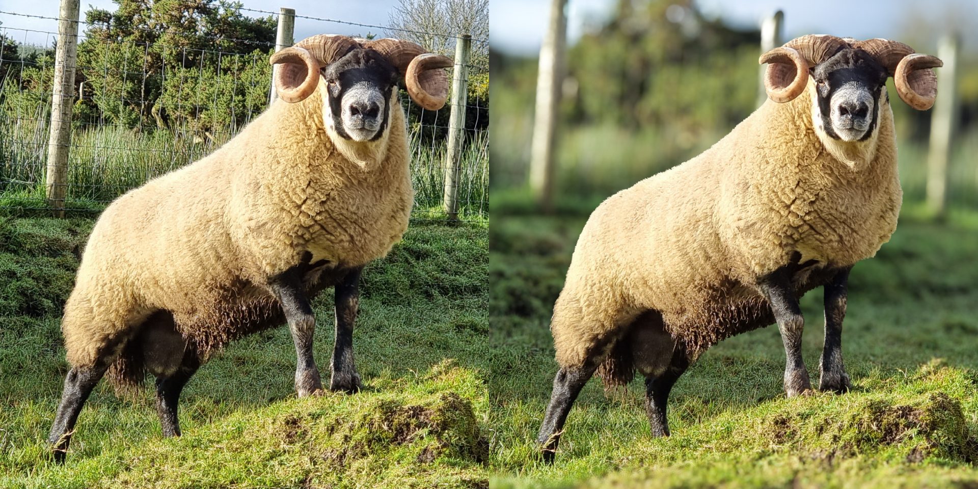 Professional Background Blur Effects – Photo Editing Services Professional Background Blur Effects - Photo Editing Services