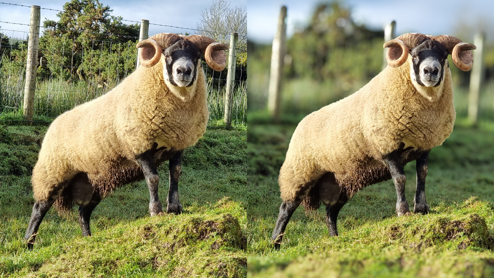 Professional Background Blur Effects - Photo Editing Services